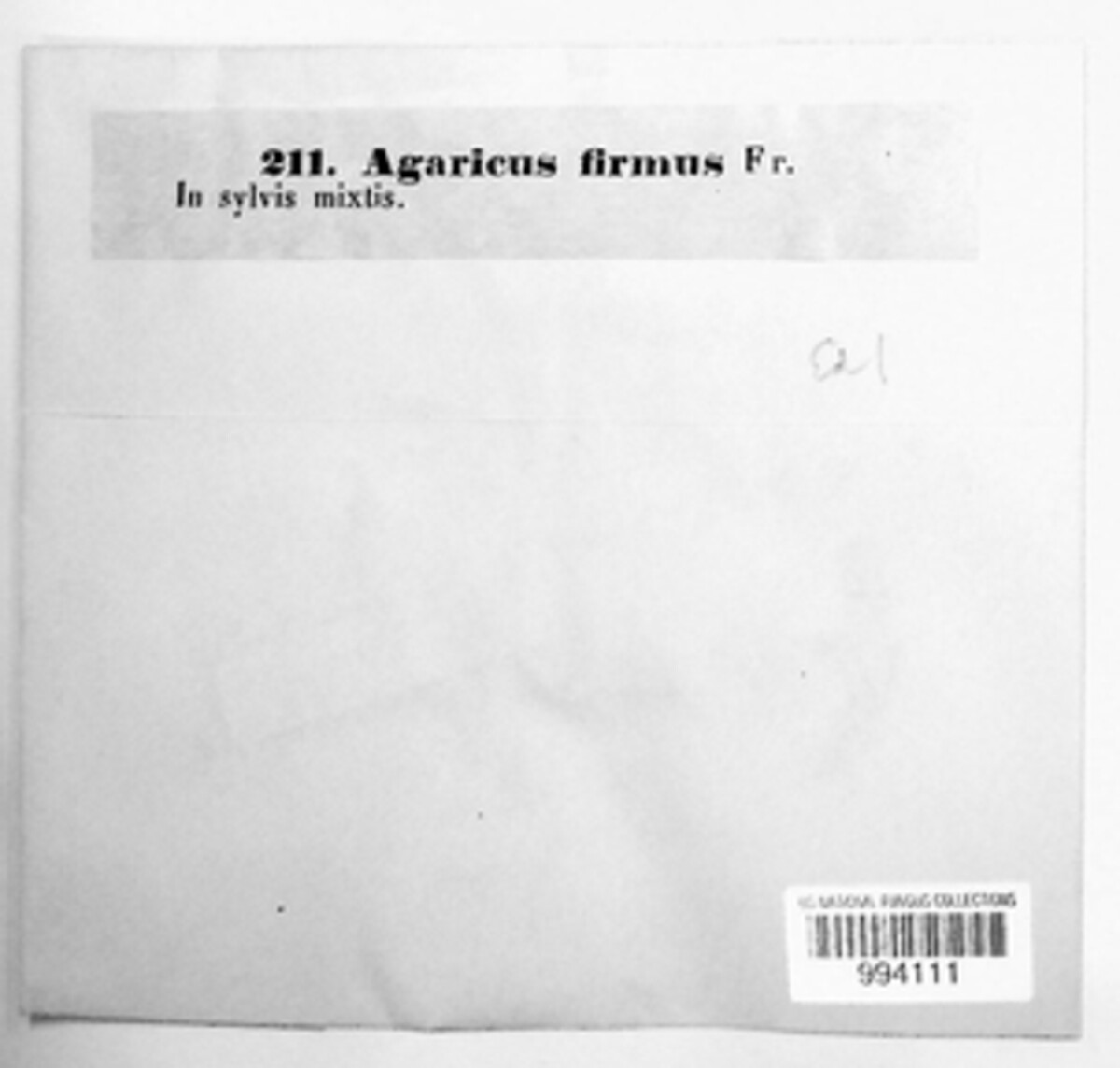 Agaricus firmus image